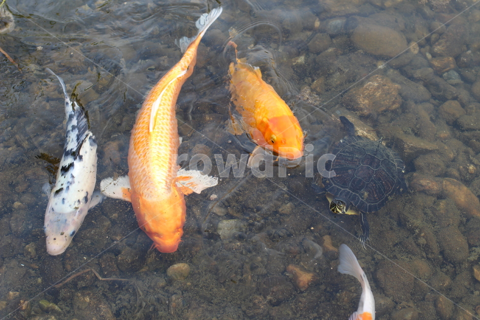 잉어,자라,연못,자연,물,nature,pond,carp,terrapin,동물,animal,어류,물고기,fish