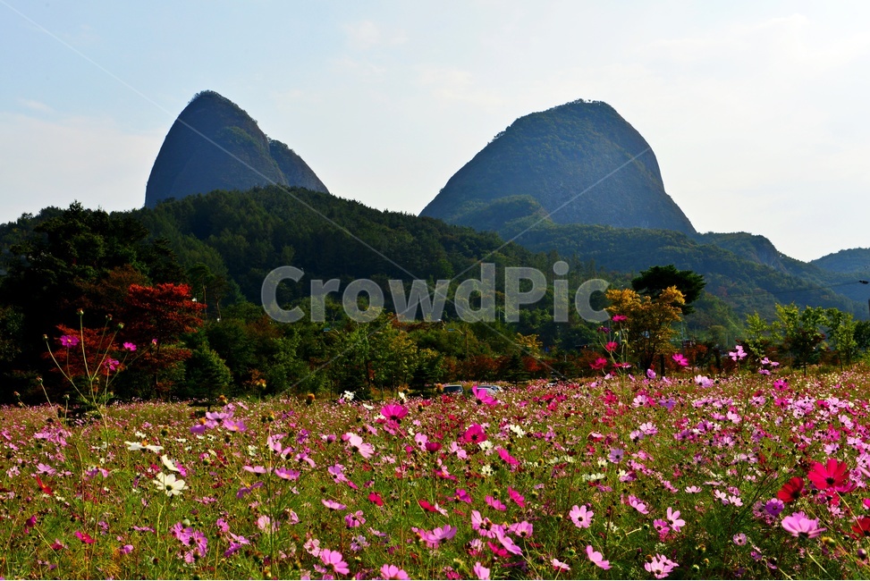 전북,진안,마이산,농업,농사,경작,가을,계절,nature,자연,outdoors,옥외,field,들,코스모스,코스모스꽃,꽃밭,자연,풍경,nature,landscape