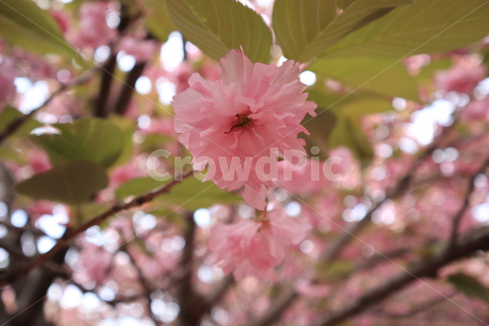 겹벚꽃,벚꽃,봄,분홍색,꽃,자연,spring,식물,만개,flower