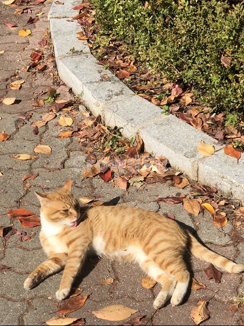 길고양이,공원,낙엽,여유로움,풀