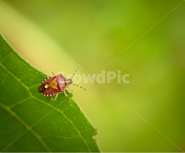 노린재,곤충,나뭇잎,접사,준비,식물,자연,plants,nature,동물,animal,곤충,벌레,insect,bug