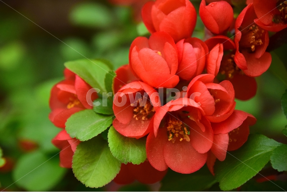 산당화,명자나무꽃,오월의꽃,봄꽃,붉은산당화,봄,계절,spring,season,식물,자연,plants,nature,꽃,flower,plant