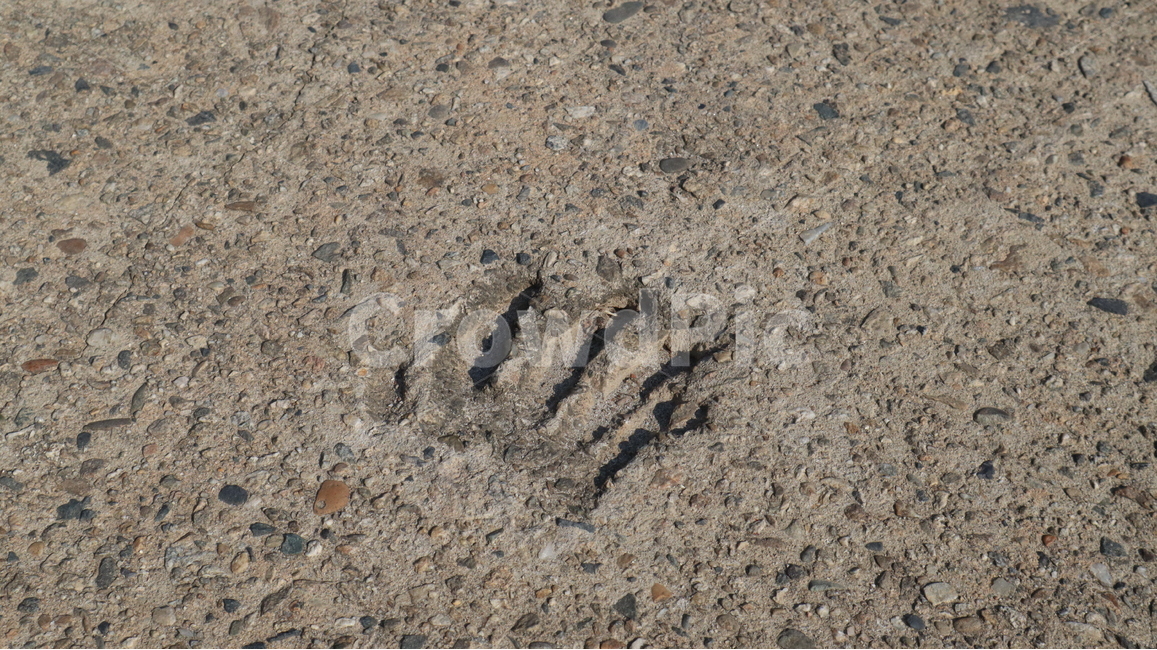 시멘트,바닥,손,도장,공사,길,자국,그림자,cement,mark,회색,gray