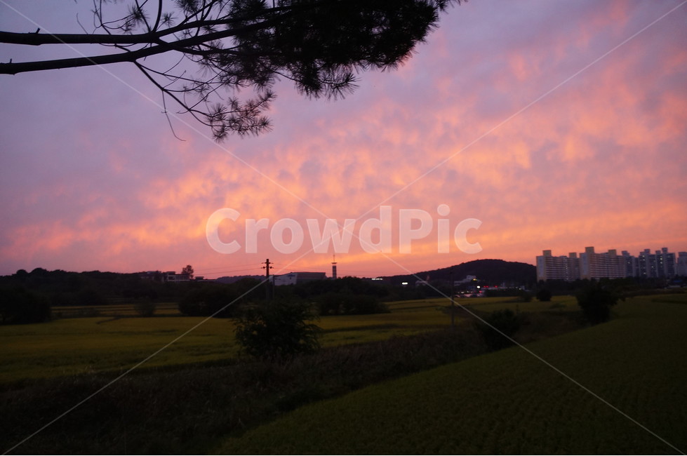 자연,nature,석양,하늘,sky,빨간색,붉은하늘,붉은노을,들판,outdoor,들,자연,풍경,nature,landscape,outdoors,옥외