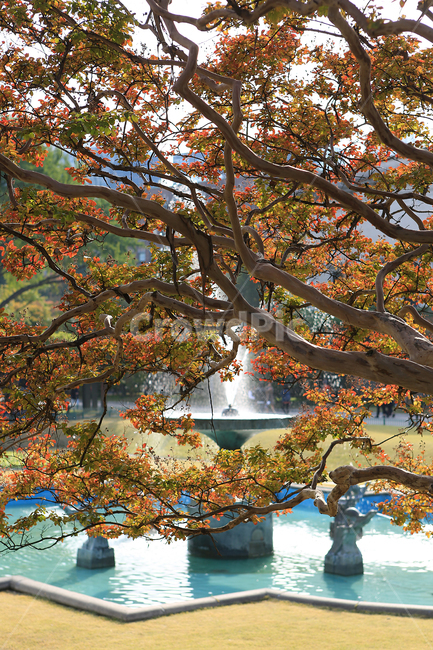 가을,단풍,궁,덕수궁,나무,분수,fall,autumncolors,palace,tree,fountain,가을,계절,fall,autumn,season,plant,식물,tree trunk,나무 줄기
