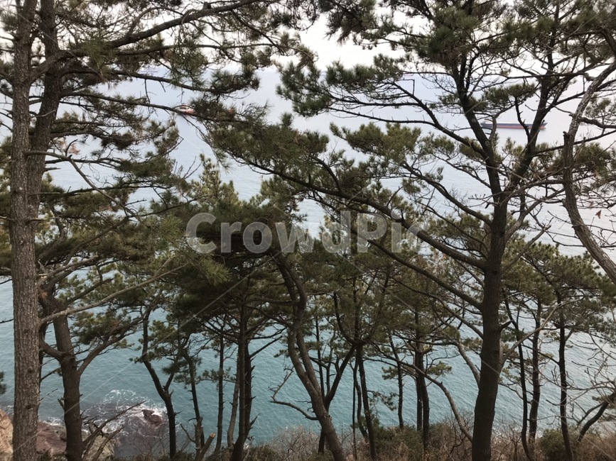 나무,숲,바다,부산,풍경