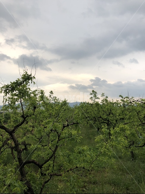 경산,하늘,나무,풀숲,자연,초록색,하늘사진,풍경사진,시골,sky,tree,plants,nature,자연,풍경,nature,landscape,식물,plants,나무,trees,wood,plant,vegetation,초목