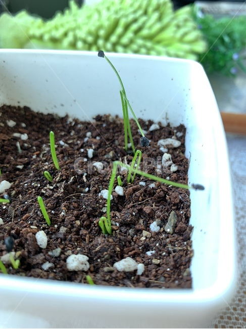 싹,화분,흙,부추,자연,실내용화초,화분,화초,house plant
