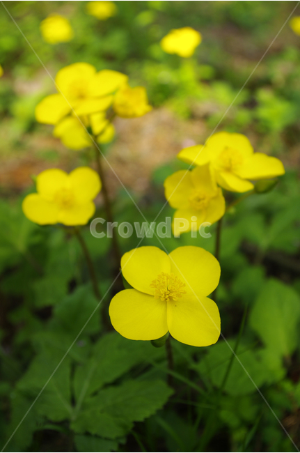피나물,식물,flower,plants,nature,꽃,꽃봉오리,꽃밭,color,식물,자연,plants,nature,꽃,flower