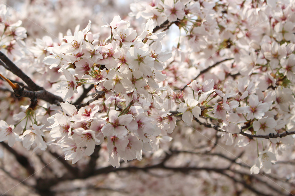 벚꽃,봄,자연,감성,꽃,spring,flower,nature,cherryblossom