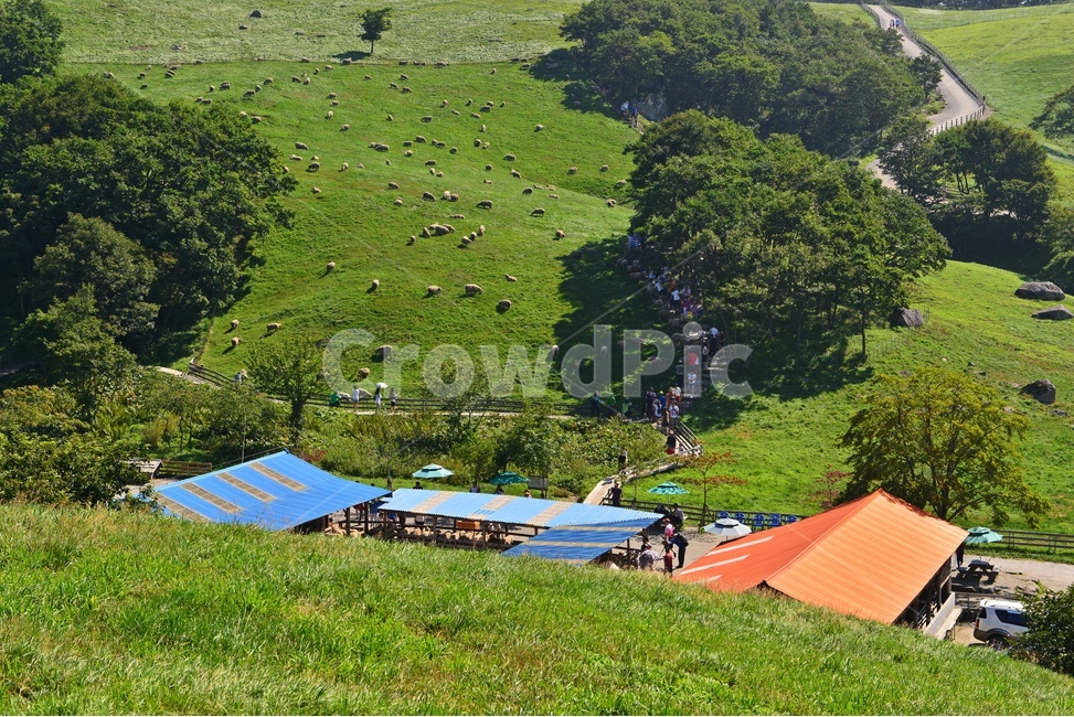 대관령,양떼목장,대관령양떼목장,grassland,목초지,field,들,outdoors,옥외,nature,자연,rural,농촌,farm,농장,pasture,목장,human,인간,person,사람