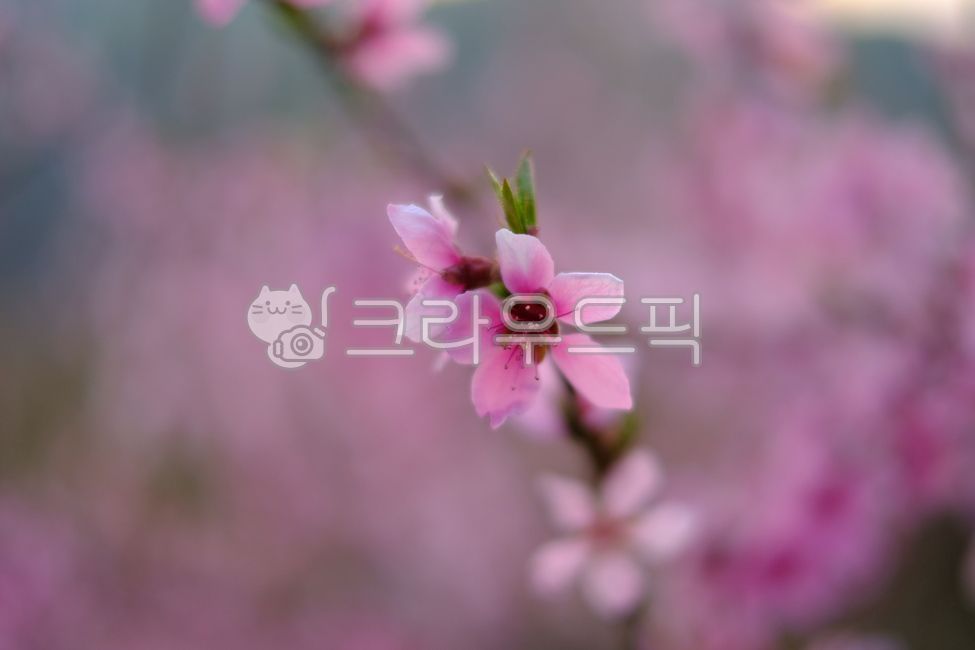 spring,spring flowers,peach blossom,the backyard of my house,flower