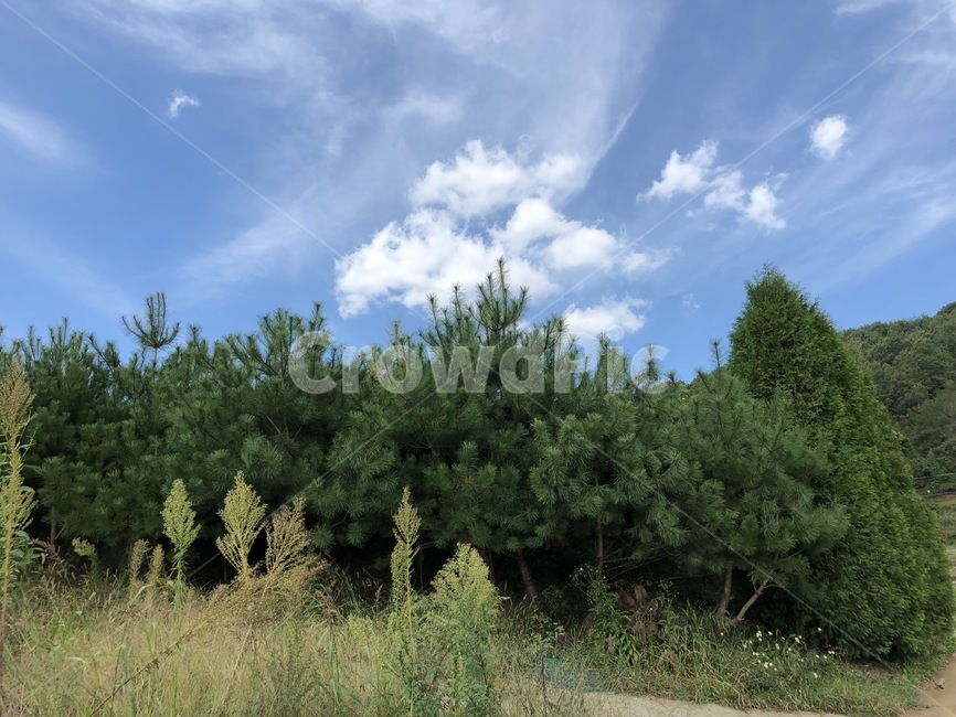 시골,하늘,가을,식물,나무,풍경,자연,풍경,nature,landscape,plant,tree,vegetation,초목,bush,부시,fir,전나무,conifer,구과 식물