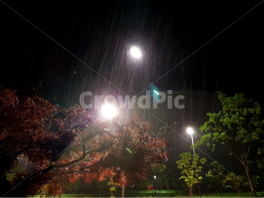 야경,나무,풍경,비,여름,가로등,비,비오는날,rain,rainy