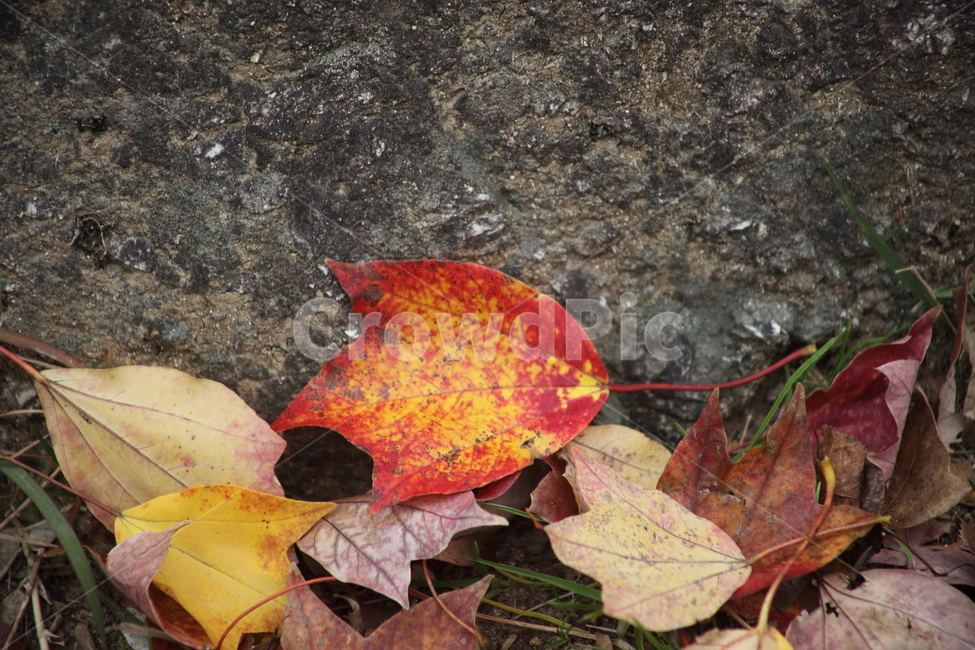 낙엽,가을,단풍,잎,fallenleaves,가을,계절,fall,autumn,season,leaf,plant,식물,tree,나무