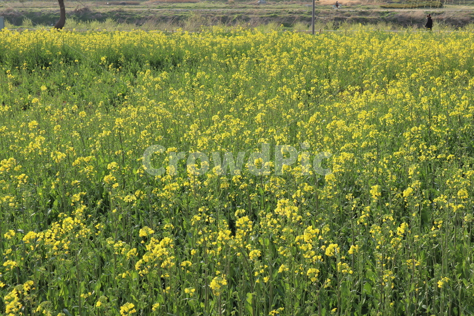 유채꽃밭,유채꽃,꽃,들,식물,자연,힐링,봄,plant,nature,농촌,field,grassland,yellow,풍경