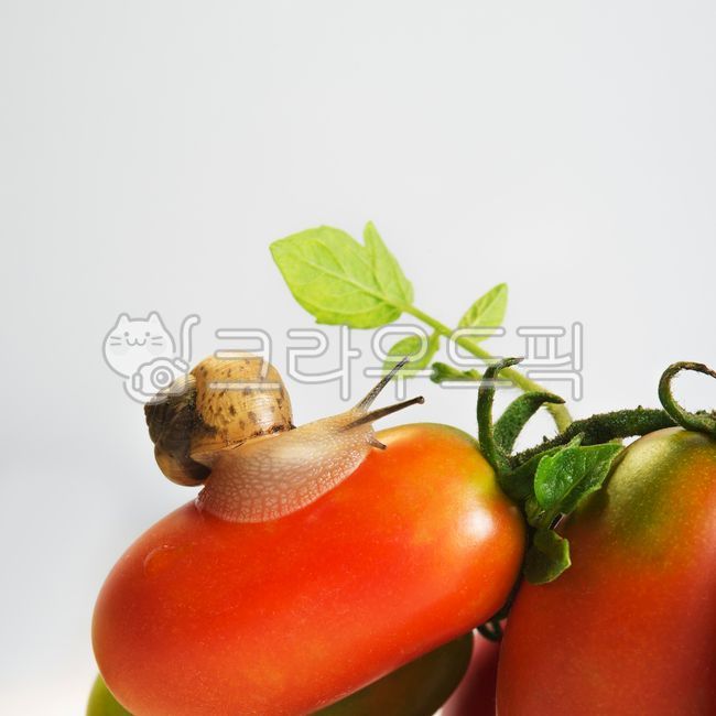studio,snail,Nukki,green,Cherry tomato,fruit,skin,tomato,brown,inside,vegetable,leaf,red,insect,animal,invertebrates,feeler