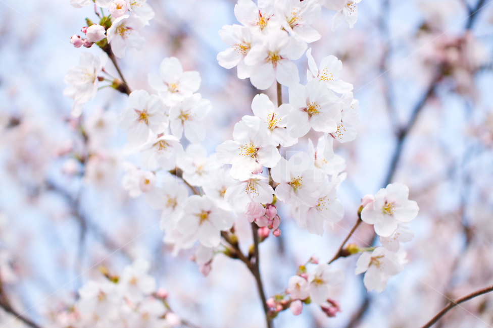 벚꽃,봄,봄꽃,꽃,핑크꽃,식물,식물,자연,plants,nature,꽃,flower