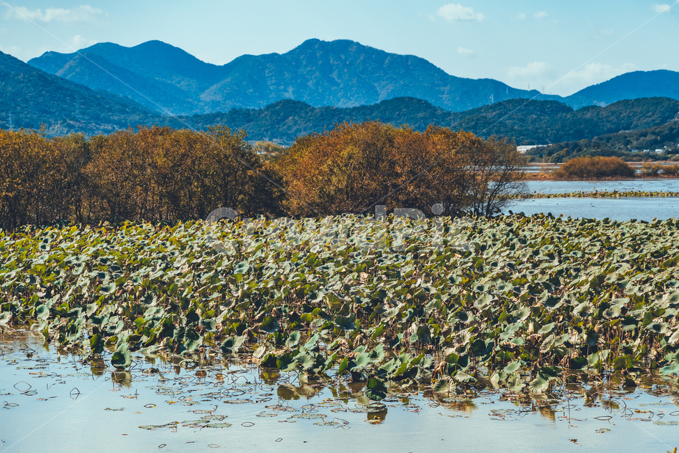 주남저수지,연꽃,연,호수,가을,하늘,구름,감성,풍경,자연,자연,풍경,nature,landscape,한국자연풍경,한국자연경관,korea nature landscape,outdoors,옥외,mountain range,산맥,mountain,산,land,땅