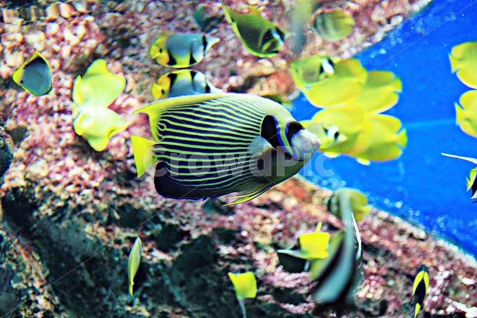 물고기,아쿠아리움,수족관,물,어패류,동물,animal,어류,물고기,fish