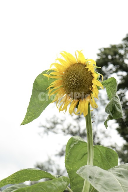 plant,식물,flower,꽃,해바라기,sunflower,싱그러움,자연,따듯함,nature,plants,노란색,yellow