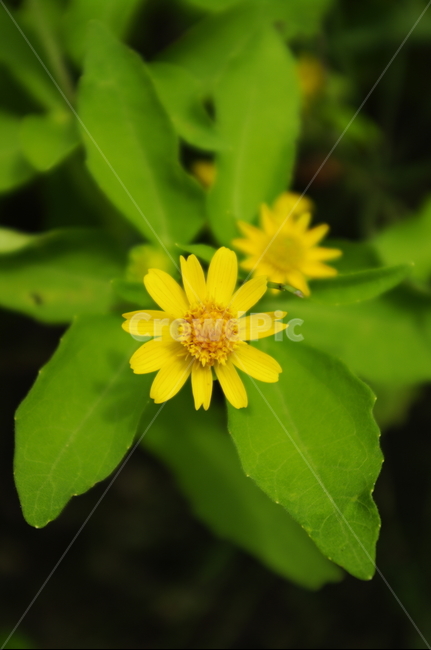꽃,flower,식물,plant,자연,nature