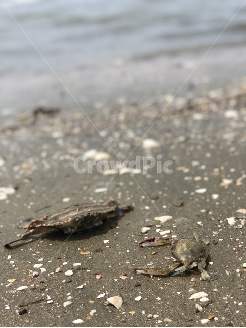 게,바다,갯벌,갑각류,바다생물,생물,해변,바다,beach,sea,동물,animal