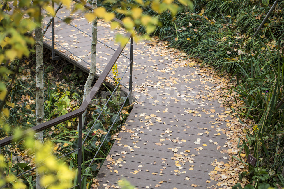 데크,나무데크,산책,산책로,나무,숲,숲속,숲길,낙엽,초록,가을,계절,fall,autumn,season,flagstone,판석