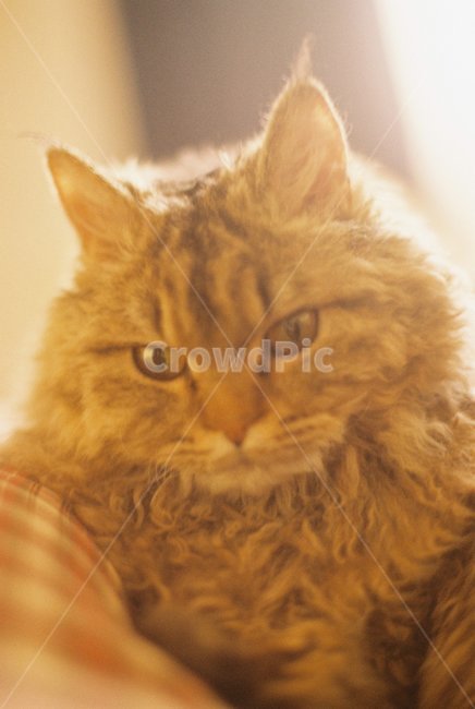 고양이,셀커크렉스,selkirkrex,반려동물,동물,실내,cat,indoor,옥탑방,동물,animal,포유류,mammal,고양이,cat,kitten,kitty,감성,sensible,feeling