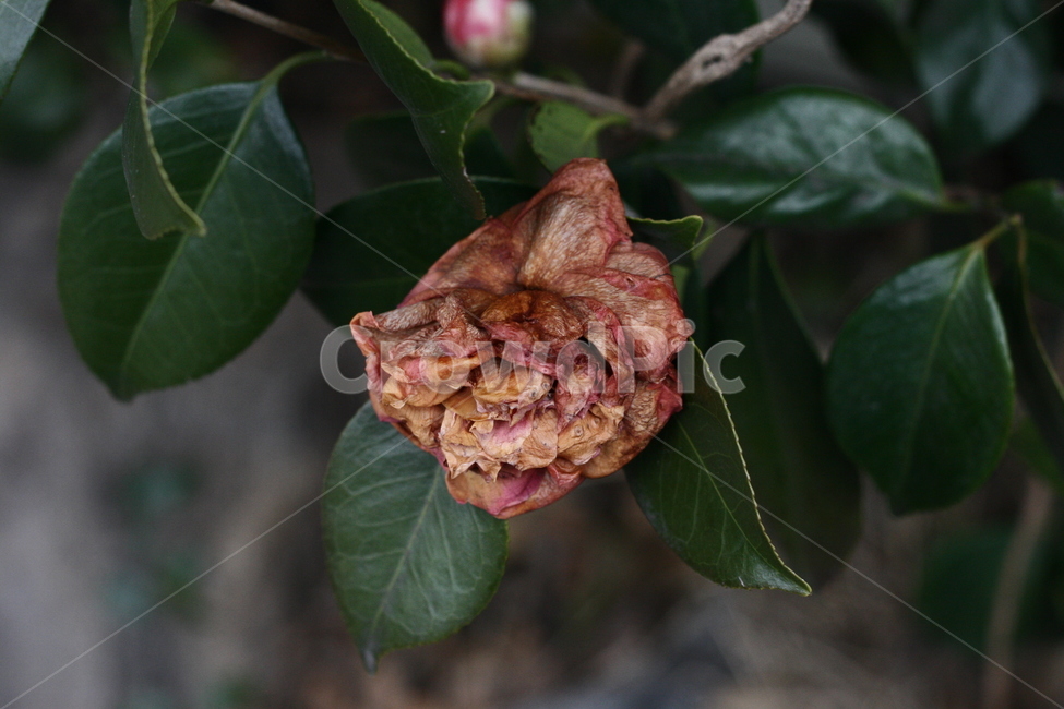 plant,식물,leaf,잎,tree,나무,꽃,장미