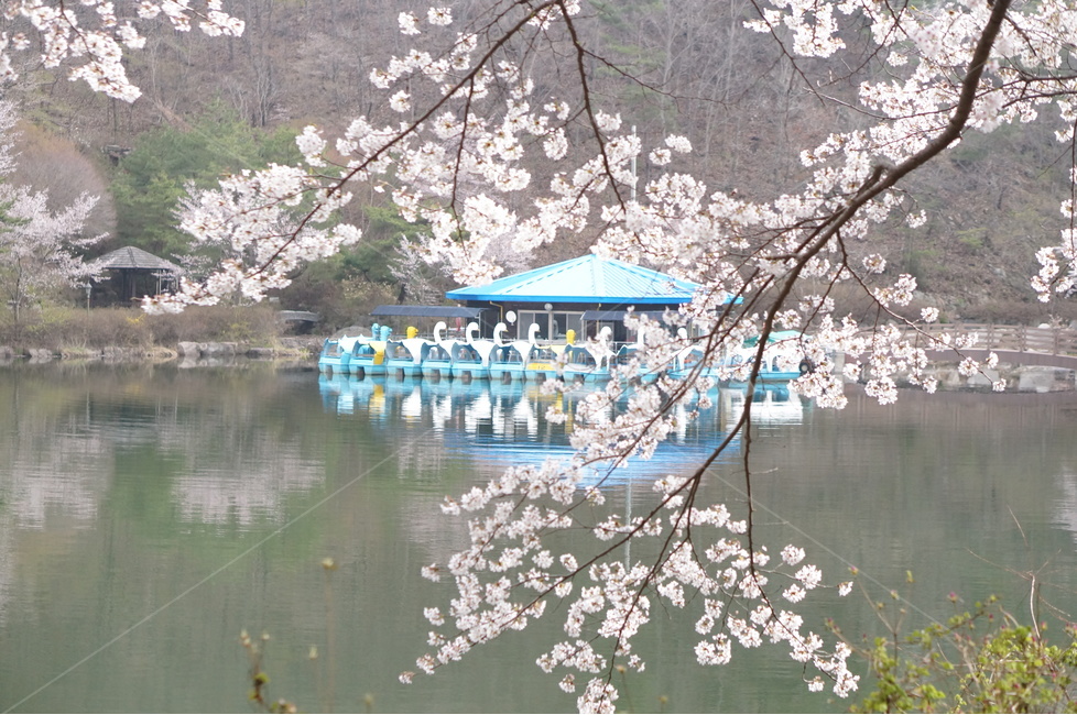 벚꽃,마이산,호수,봄,흐림,풍경,산,봄,계절,spring,season,식물,자연,plants,nature,꽃,flower,cherry blossom,plant,blossom