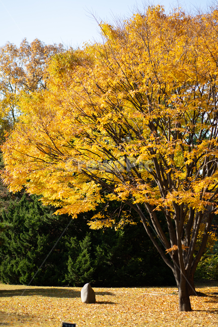 가을,낙엽,노랑,햇빛,빈티지,햇살,단풍,나무,공원,가을,계절,fall,autumn,season,자연,풍경,nature,landscape,식물,plants,나무,trees,wood,tree,plant