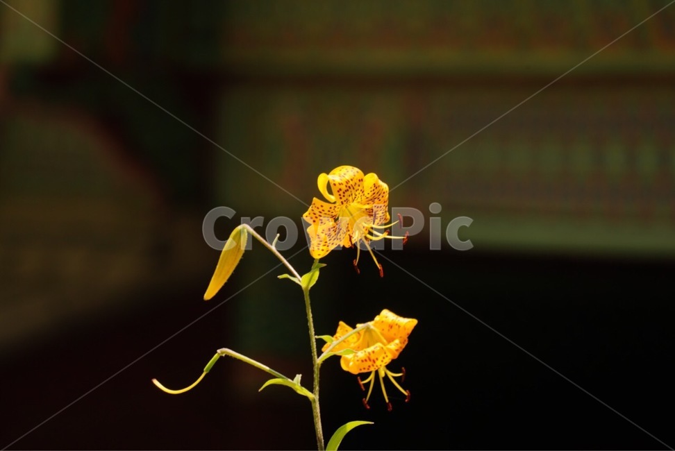 노란색,털중나리,꽃,야생화,길상사,flower,plants
