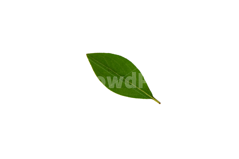 나뭇잎누끼,나뭇잎,잎누끼,누끼,잎,잎사귀,투병배경,png,자연,초록,removebackground,withoutbackground,tranparent,transparentbackground,subject,object,누끼,remove background