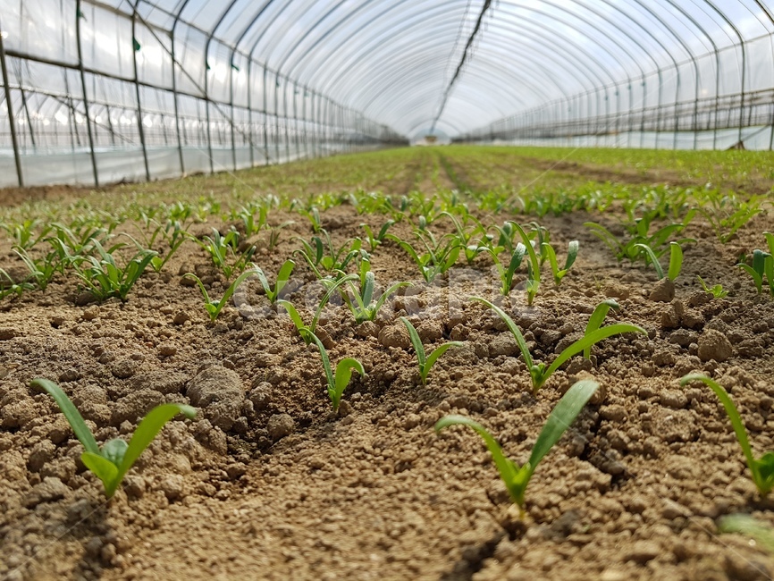 농업,농사,평온,하우스,흙,시금치,새싹,산업,industry,industrial,농업,농사,agriculture,farming,farming industry