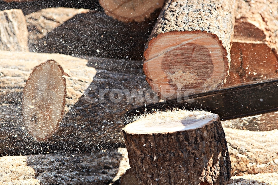 참나무,나무,장작,땔감,자연,배경,풍경,나무,trees,wood