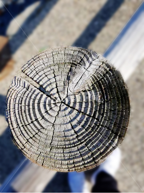 나무,나이테,아웃포커싱,나무단면,자연,식물,무늬,나무,trees,wood