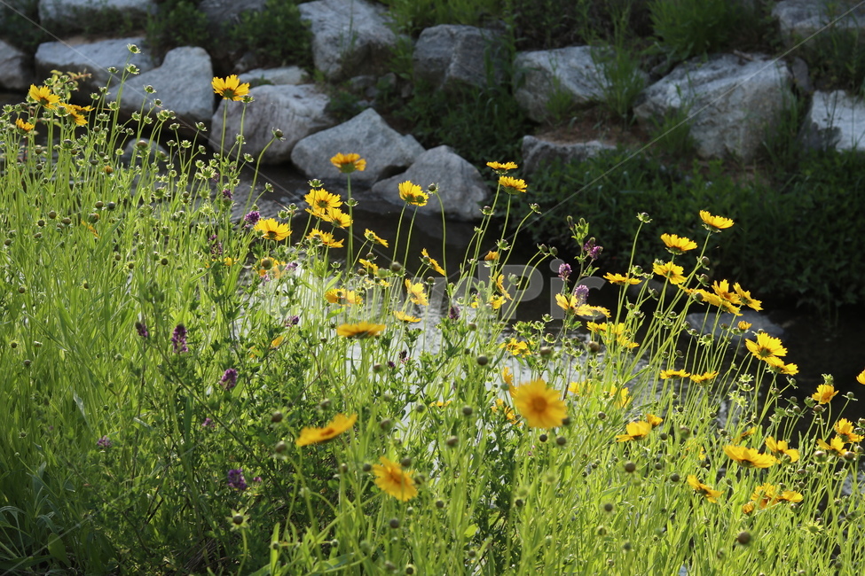 금계국,풍경,노랑,봄,아침,자연,식물,자연,plants,nature,꽃,flower