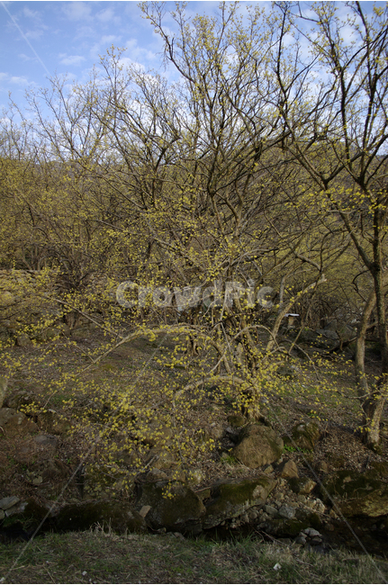 산수유,나무,하늘,파란하늘,꽃봉오리,봄,봄날,봄풍경,봄꽃,감성,spring,flower,봄길,산책,봄나들이,식물,꽃,봄,계절,spring,season,자연,풍경,nature,landscape,식물,plants,나무,trees,wood,plant,tree
