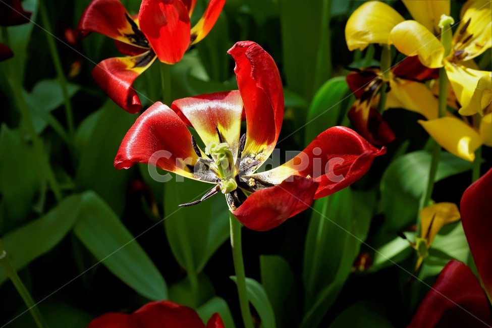 튤립,봄,bloom,꽃,식물,자연,화사함,꽃향기,tulip,colorful,floral,flower,gardenflowers,happymind,life,nature,plant,spring튤립,정원,spring