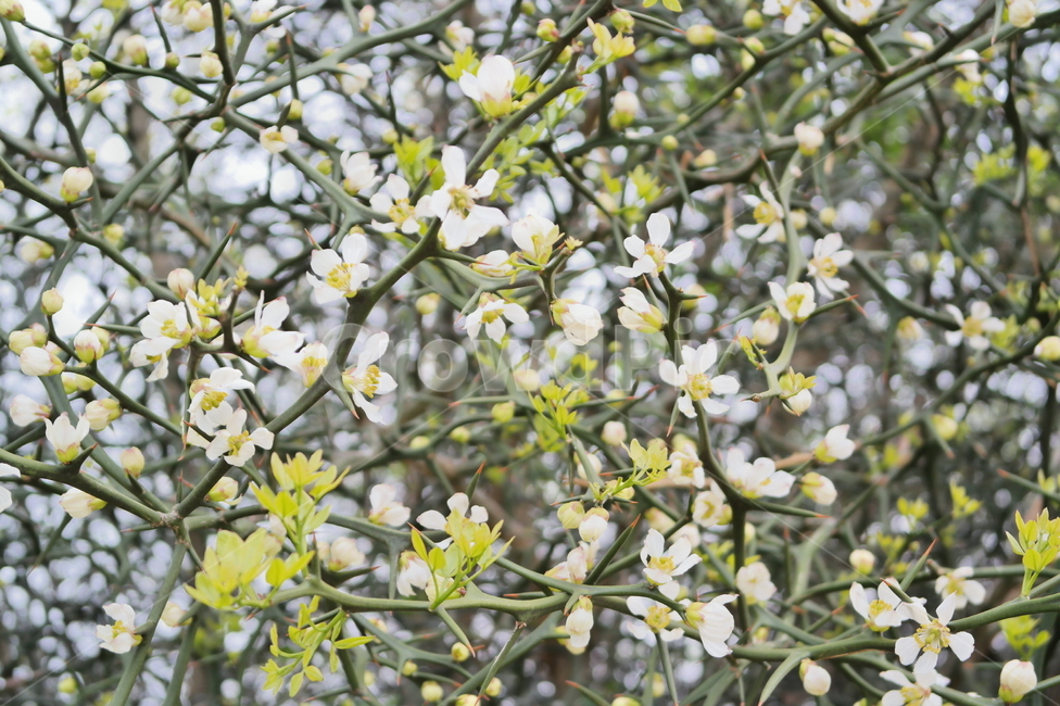 봄꽃,봄,꽃,감성,탱자꽃,탱자나무,flower,blossom,plant