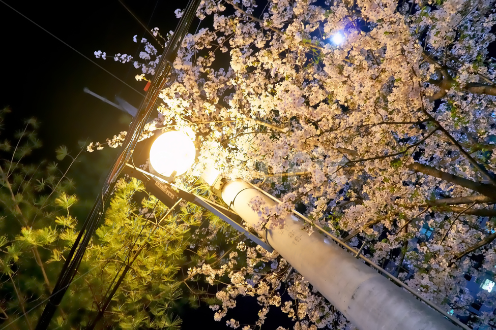 light,빛,flare,플레어,plant,식물,야경,밤,풍경,nightscape,night,landscape