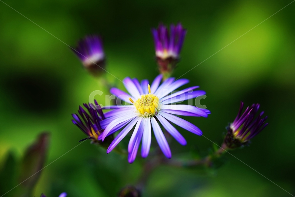 국화,소국,꽃,식물,가을,이슬,식물,자연,plants,nature,꽃,flower