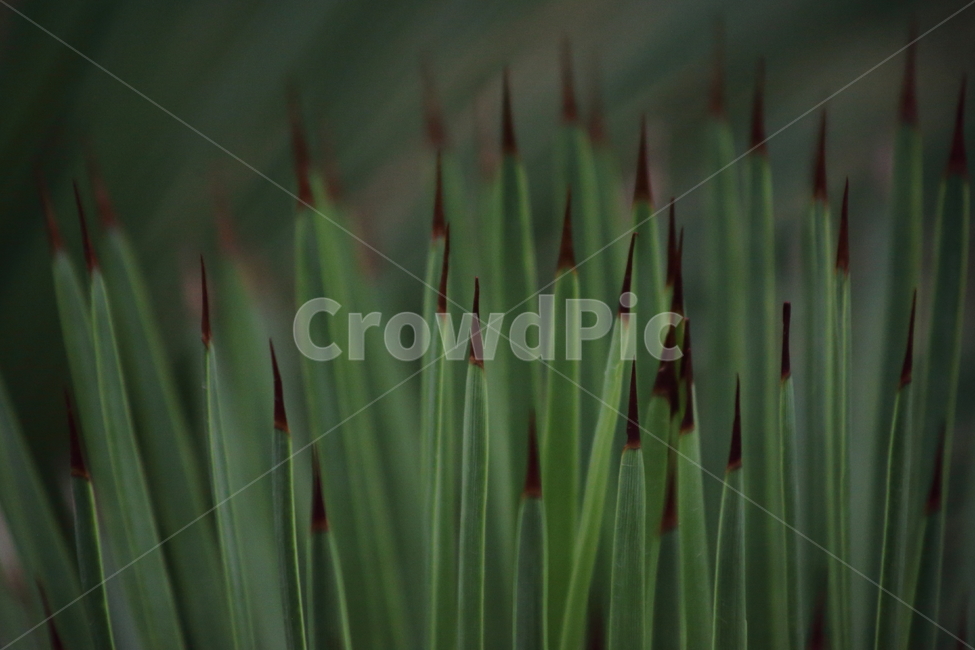 취상,고슴도치용설란,용설란,agavestricta,agavestrictasalm