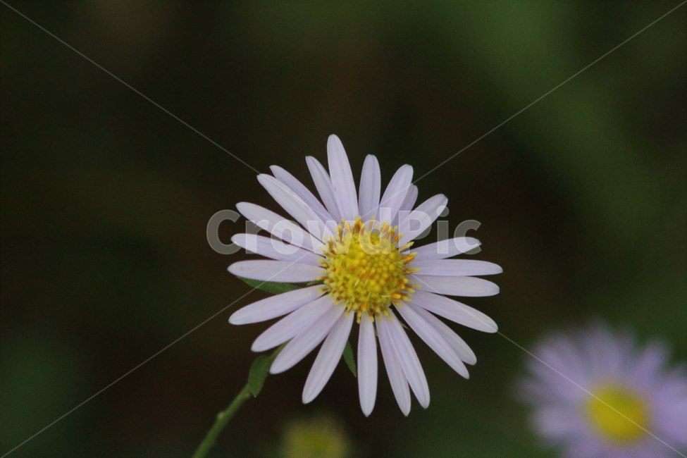 쑥부쟁이,꽃,식물,야생화,asteryomena,식물,자연,plants,nature,꽃,flower