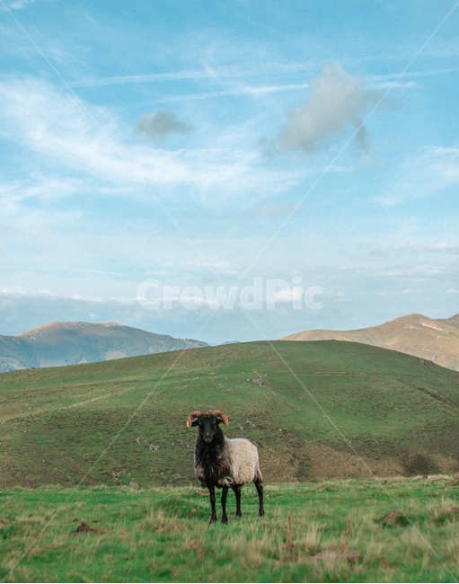 산,자연,나무,피레네산맥,산맥,구름,하늘,nature,outdoors,hill,countryside,양,동물,동물,animal,포유류,mammal,목축업,목장,livestock farming,ranching,pasture