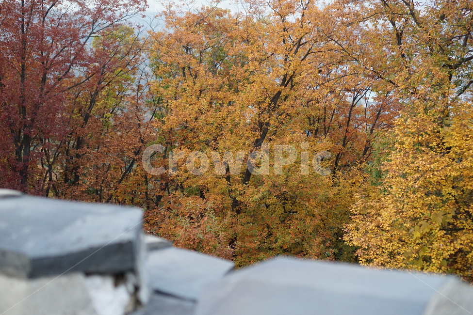 가을산,단풍,낙엽,나무,가을,남한산성,산성,가을,계절,fall,autumn,season,tree,plant,식물,maple