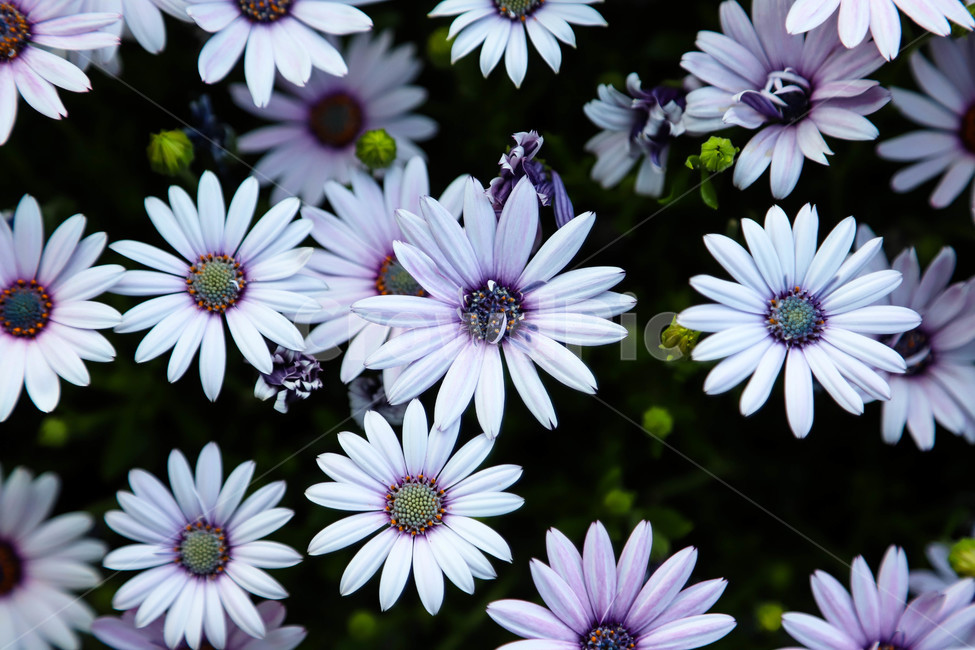 봄,봄날,봄꽃,배경,예쁜,아름다운,꽃,spring,flowers,beautiful,plants,식물