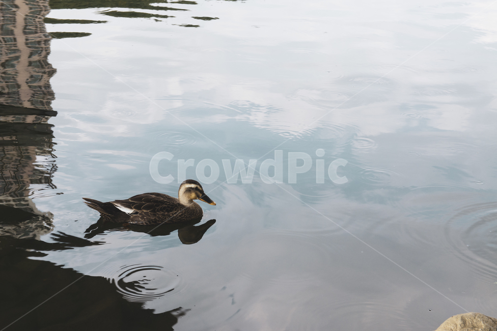 청둥오리,물,river,강,안양천,duck,물비침,물가