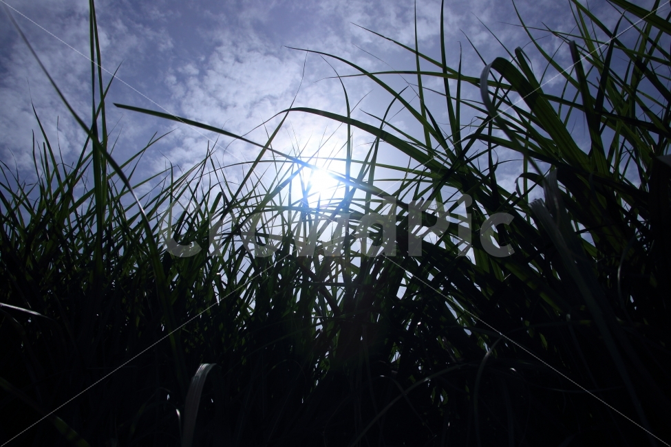 숲,하늘공원,하늘,태양,산책,식물,자연,plants,nature